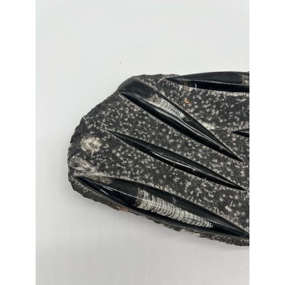 Fossils Orthoceras (???) Plate Plague SQUID, Home Decor 7" x 11"  READ - Picture 2 of 13